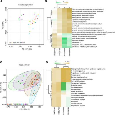 Mangiferin ameliorates polycystic ovary syndrome in rats by modulating insulin resistance, gut microbiota, and ovarian cell apoptosis